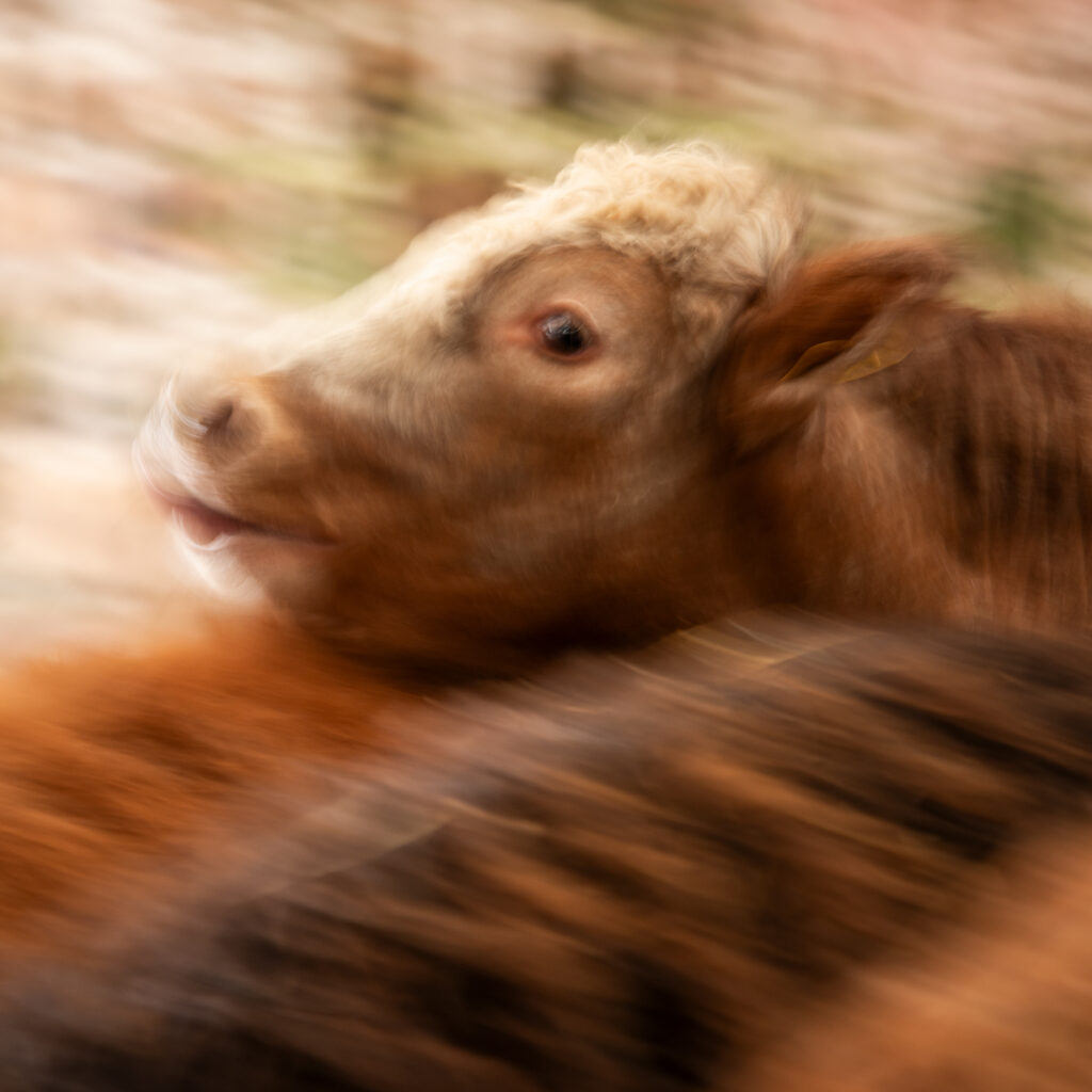 Highland calves